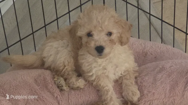 Buddy – Poodle - Toy  puppy for sale in Denton, TX
