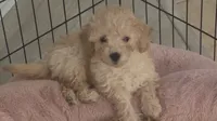 Buddy, a male Poodle - Toy  for sale in Denton, TX – 1 of 10