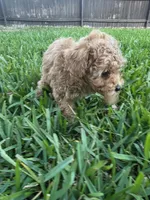 Moca, a male Poodle - Toy  for sale in Denton, TX – 9 of 10