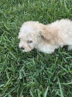 Buddy, a male Poodle - Toy  for sale in Denton, TX – 5 of 10