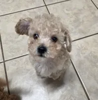 Tito, a male Poodle - Toy  for sale in Denton, TX – 3 of 8