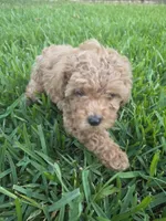 Moca, a male Poodle - Toy  for sale in Denton, TX – 8 of 10