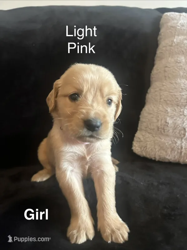 Light Pink – Golden Retriever puppy for sale in Rutledge, TN