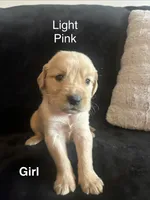 Light Pink, a female Golden Retriever for sale in Rutledge, TN – 1 of 2