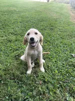 Dark Pink, a female Golden Retriever for sale in Rutledge, TN – 2 of 3