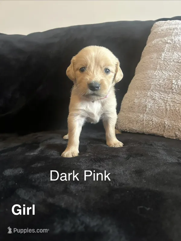 Dark Pink – Golden Retriever puppy for sale in Rutledge, TN