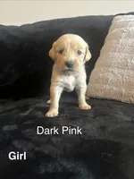 Dark Pink, a female Golden Retriever for sale in Rutledge, TN – 1 of 1
