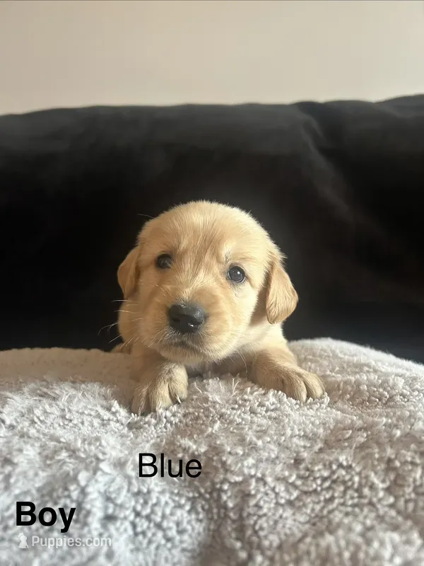 Blue – Golden Retriever puppy for sale in Rutledge, TN