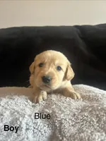 Blue, a male Golden Retriever for sale in Rutledge, TN – 1 of 1