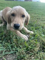 Light Pink, a female Golden Retriever for sale in Rutledge, TN – 3 of 3