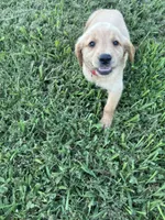 Light Pink, a female Golden Retriever for sale in Rutledge, TN – 3 of 3