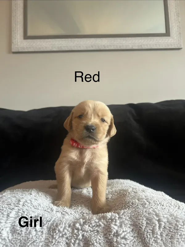 Red – Golden Retriever puppy for sale in Rutledge, TN