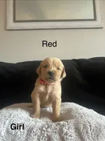 Red, a female Golden Retriever for sale in Rutledge, TN – 1 of 1