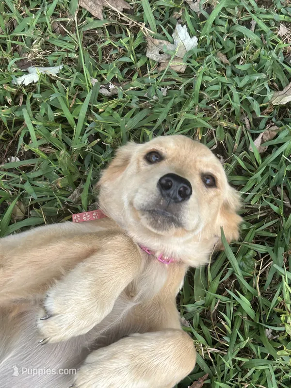 Pink – Golden Retriever puppy for sale in Rutledge, TN