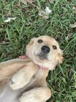 Pink, a female Golden Retriever for sale in Rutledge, TN – 1 of 3