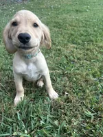 Teal, a male Golden Retriever for sale in Rutledge, TN – 2 of 3