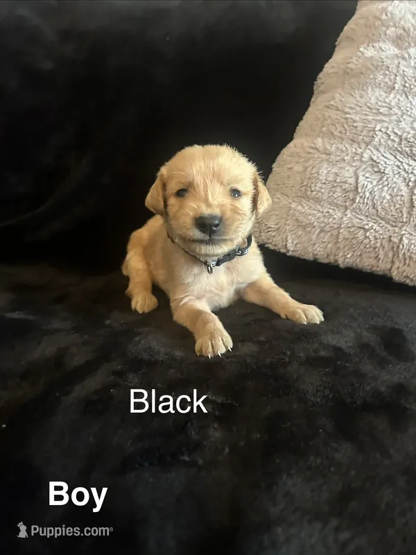 Black – Golden Retriever puppy for sale in Rutledge, TN