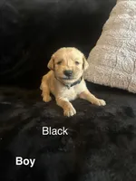 Black, a female Golden Retriever for sale in Rutledge, TN – 1 of 1