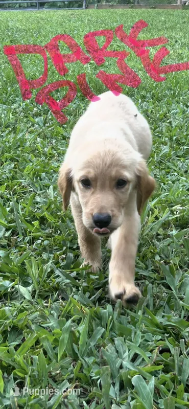 Dark Pink – Golden Retriever puppy for sale in Rutledge, TN