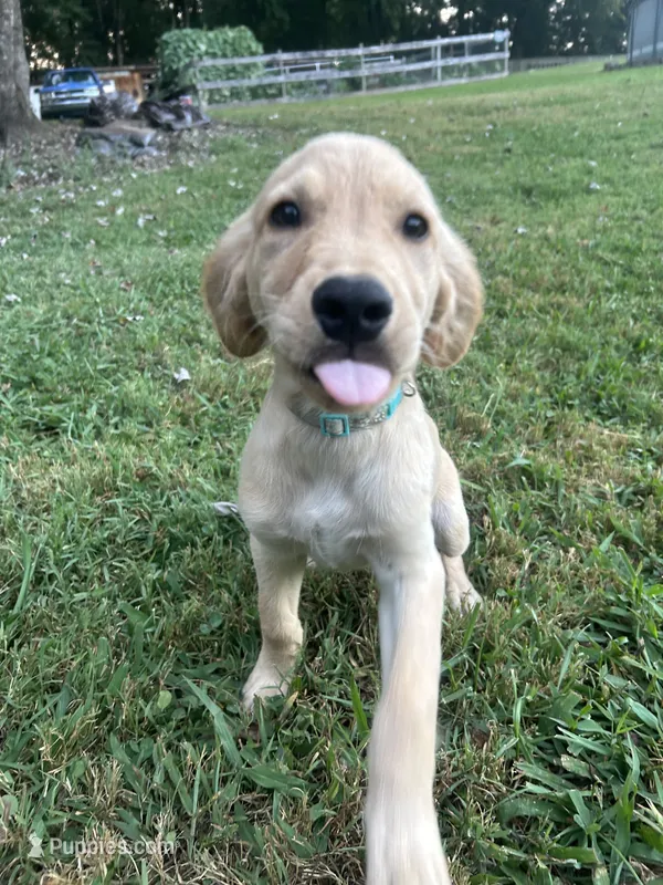 Teal – Golden Retriever puppy for sale in Rutledge, TN