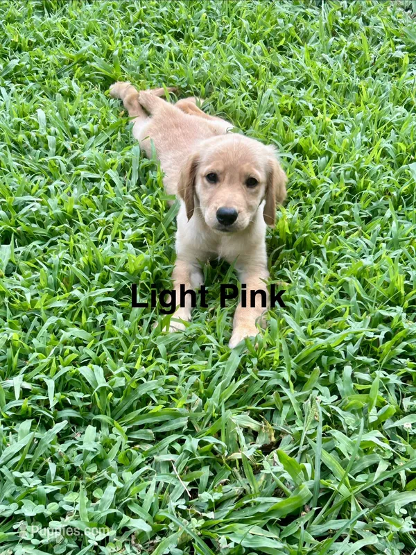 Light Pink – Golden Retriever puppy for sale in Rutledge, TN