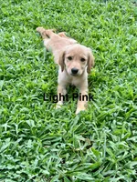Light Pink, a female Golden Retriever for sale in Rutledge, TN – 1 of 3