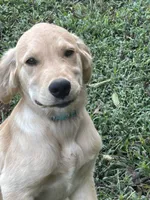 Teal, a male Golden Retriever for sale in Rutledge, TN – 3 of 3
