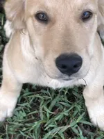 Teal, a male Golden Retriever for sale in Rutledge, TN – 2 of 3