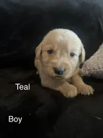 Teal, a male Golden Retriever for sale in Rutledge, TN – 1 of 1