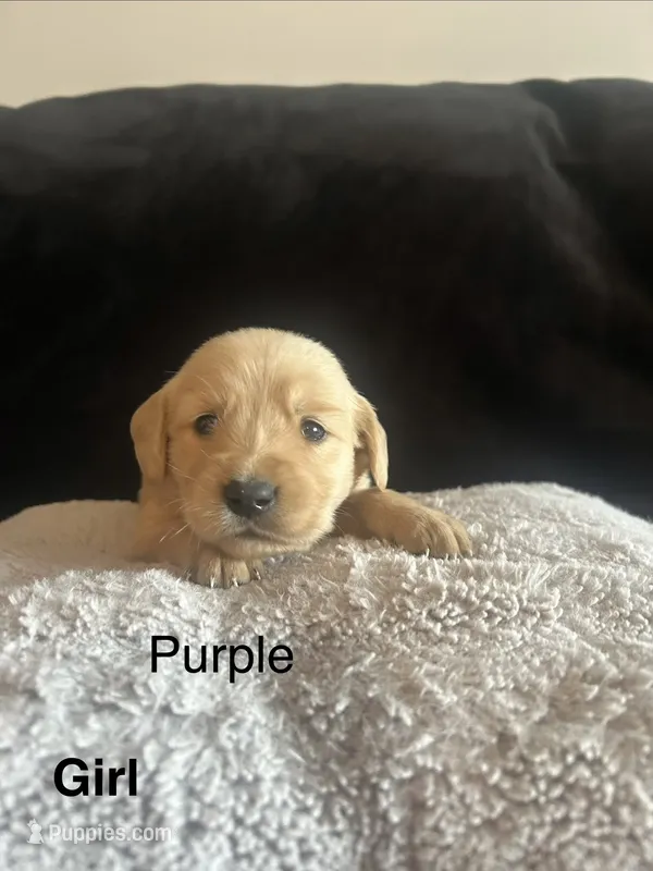 Purple – Golden Retriever puppy for sale in Rutledge, TN