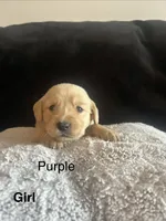 Purple, a female Golden Retriever for sale in Rutledge, TN – 1 of 1