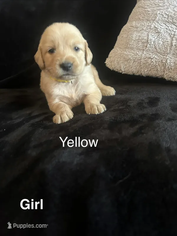 Yellow – Golden Retriever puppy for sale in Rutledge, TN