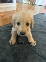 Dark Pink, a female Golden Retriever for sale in Rutledge, TN – 2 of 2