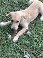 Pink, a female Golden Retriever for sale in Rutledge, TN – 2 of 3