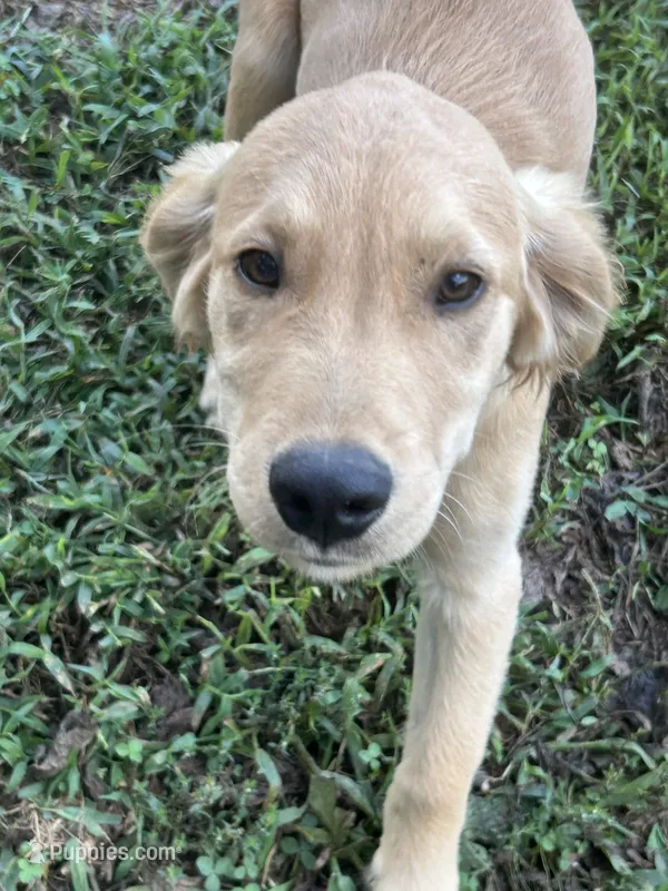 Teal – Golden Retriever puppy for sale in Rutledge, TN