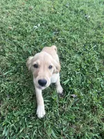 Dark Pink, a female Golden Retriever for sale in Rutledge, TN – 3 of 3