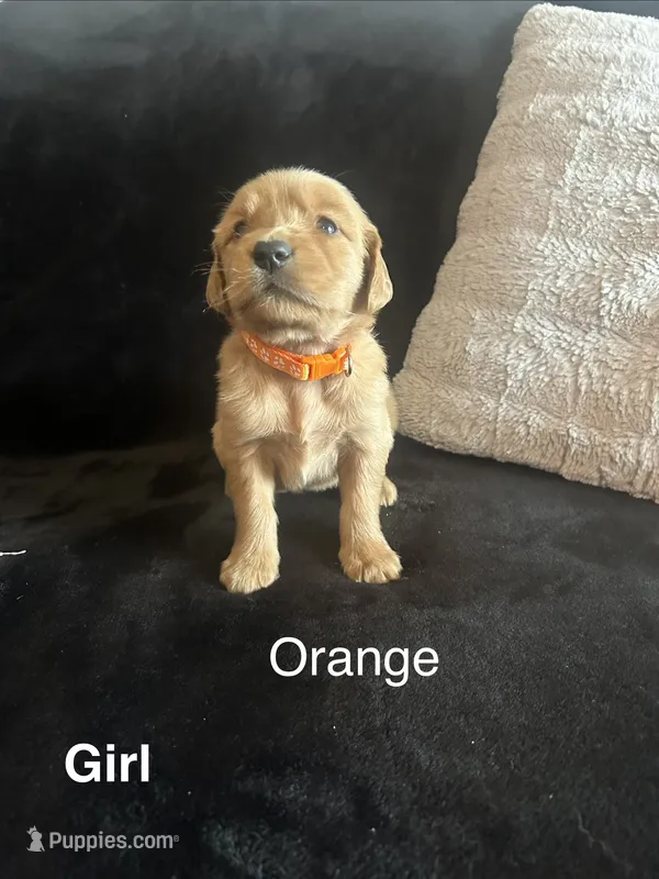 Orange – Golden Retriever puppy for sale in Rutledge, TN