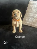 Orange, a female Golden Retriever for sale in Rutledge, TN – 1 of 1
