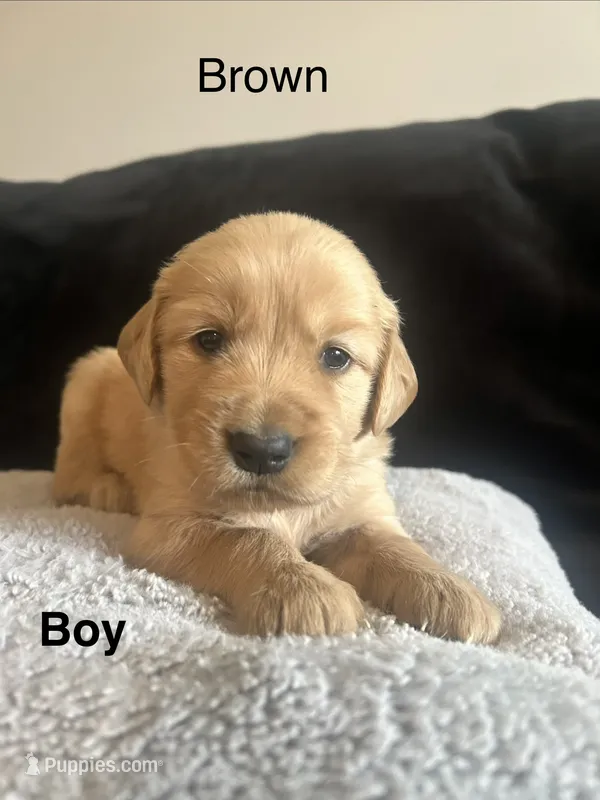 Brown – Golden Retriever puppy for sale in Rutledge, TN