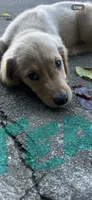 Teal, a male Golden Retriever for sale in Rutledge, TN – 3 of 3