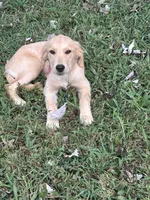Pink, a female Golden Retriever for sale in Rutledge, TN – 3 of 3