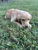 Light Pink, a female Golden Retriever for sale in Rutledge, TN – 2 of 3