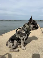 Kobe, a male French Bulldog for sale in Riverview, FL – Photo 2 of 6