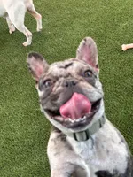 Kobe, a male French Bulldog for sale in Riverview, FL – Photo 5 of 6