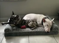 Kobe, a male French Bulldog for sale in Riverview, FL – Photo 4 of 6