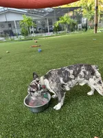 Kobe, a male French Bulldog for sale in Riverview, FL – Photo 6 of 6