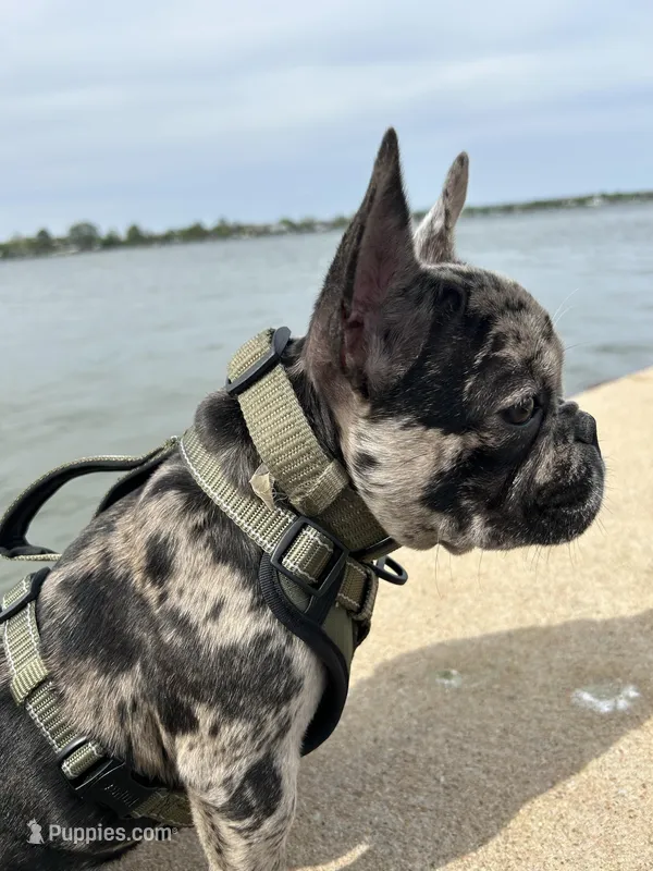 Kobe, a male French Bulldog for sale in Riverview, FL – Photo 1 of 6