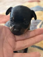 Prada - toy terrier black and tan female , a female Russian Toy for sale in Warrington, PA – Photo 4 of 5