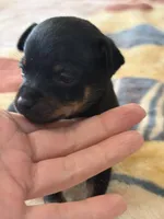 Prada - toy terrier black and tan female , a female Russian Toy for sale in Warrington, PA – Photo 2 of 5