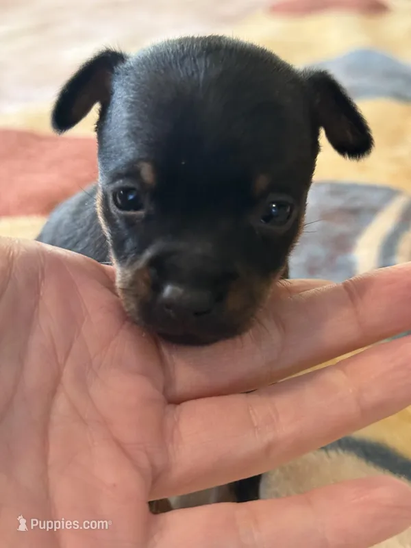 Prada - toy terrier black and tan female  – Russian Toy puppy for sale in Warrington, PA